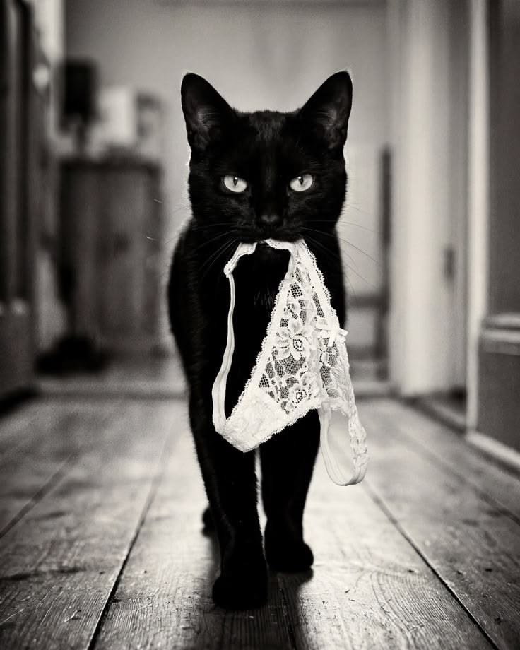 The Strange House Cat