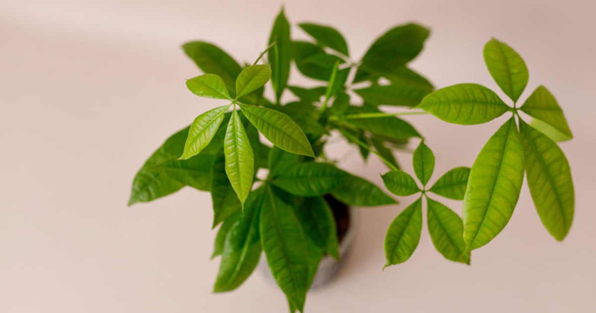 Overhead view of a braided money tree with glossy palmately compound leaves against a soft blush wall