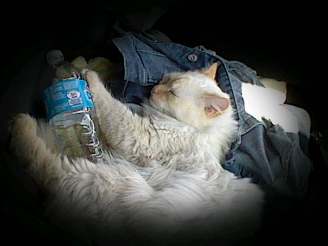  A photo of Ángel taken while on a road trip. He is laying on his side with his eyes closed ontop of my mother's jean jacket. An empty waterbottle is at his feet.