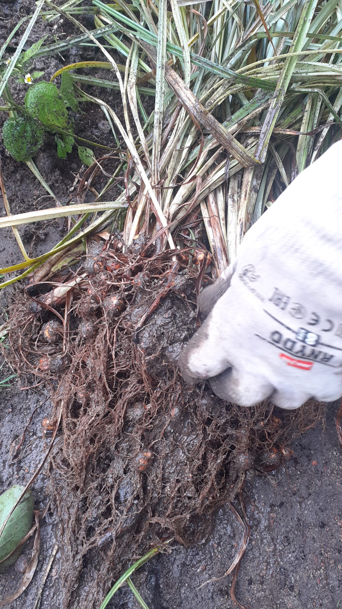 Tigernuts before washing.