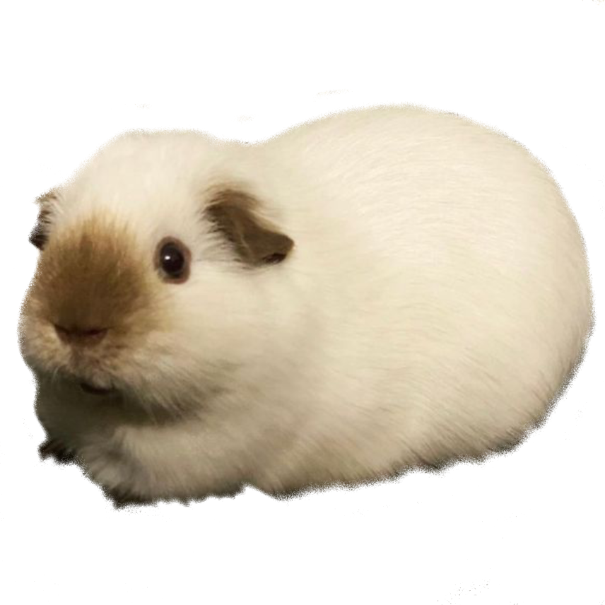 guinea