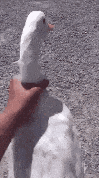 ebh101.gif