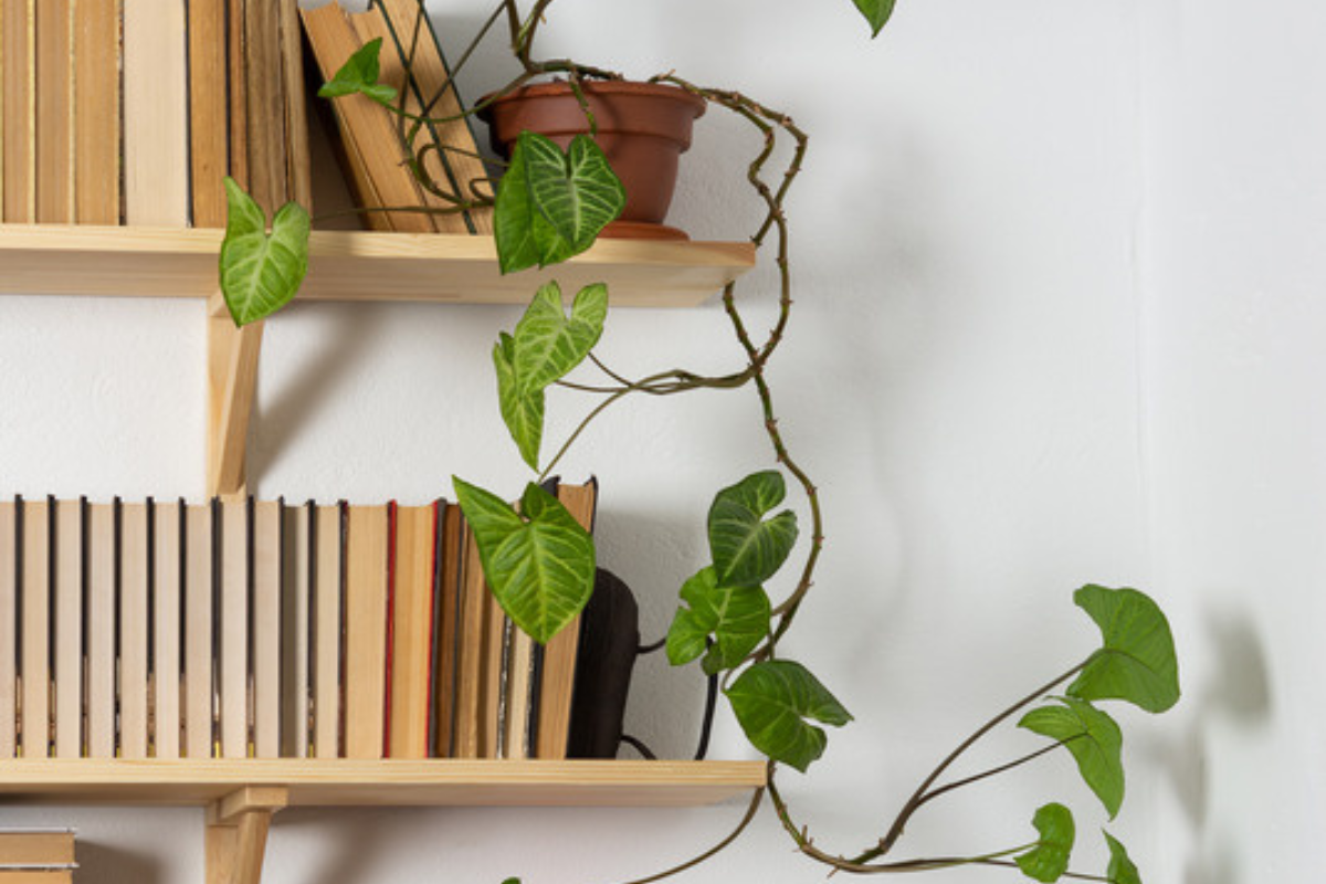 Trailing vine winding over a shelf of stacked books against a pale wall