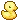duck1