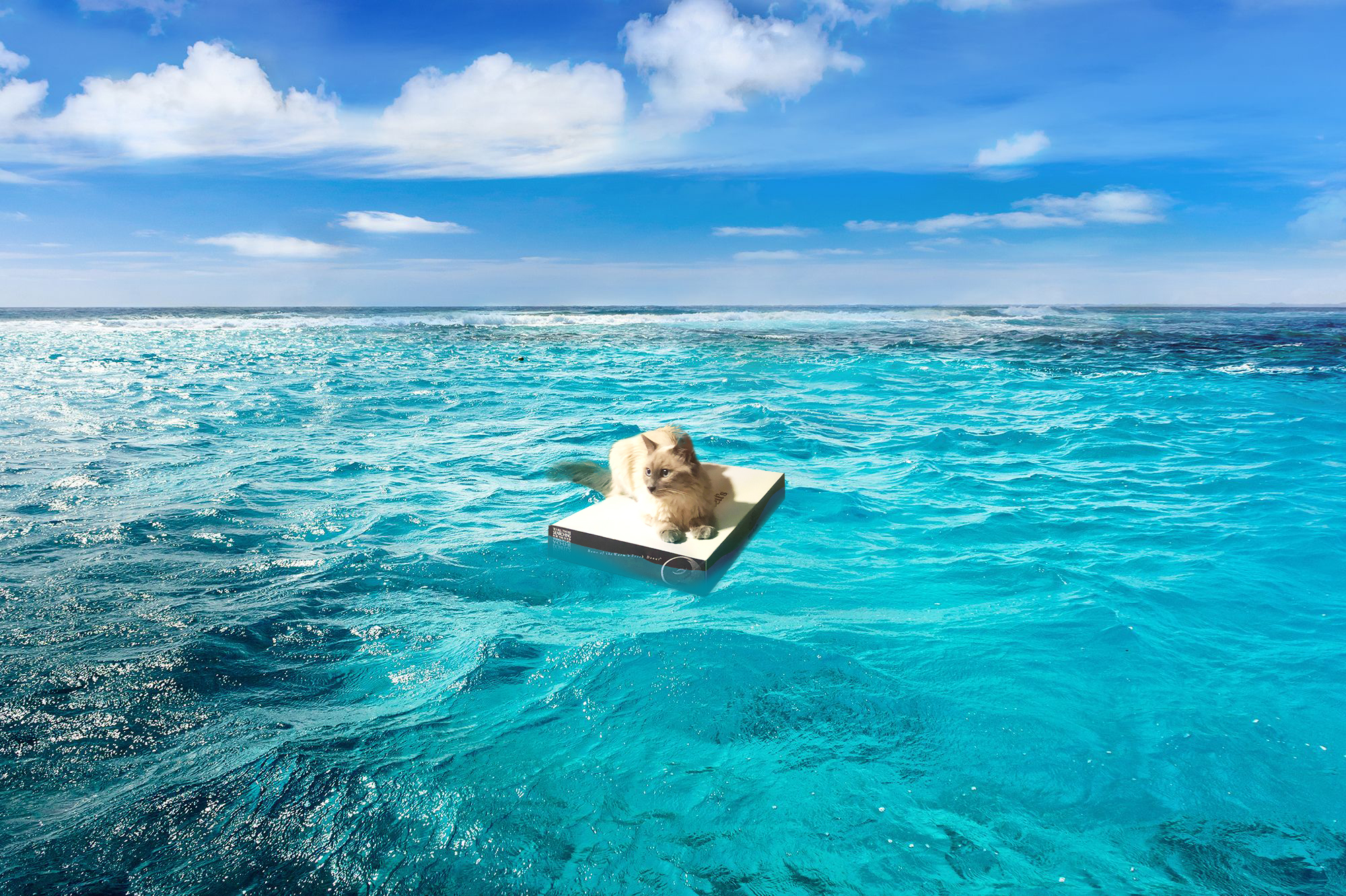 Can someone please photoshop my cat stranded in the ocean with the ...