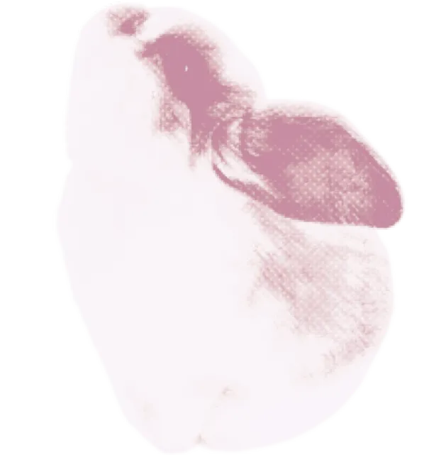 The Shoujo Girl 's Adored Bunny form ◟
Recoloured by Maisie ◟Not free to use !