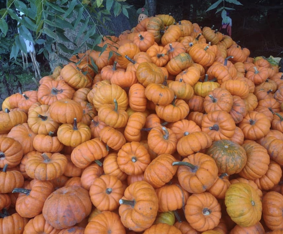 Season finale at DJ's Fresh Market farm stand, Appleton Wisconsin