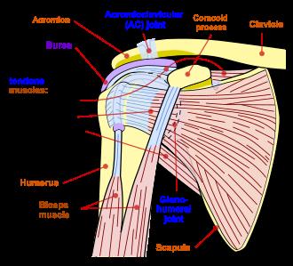 Sign 11: Right Shoulder Aching (The Female Warning Sign)