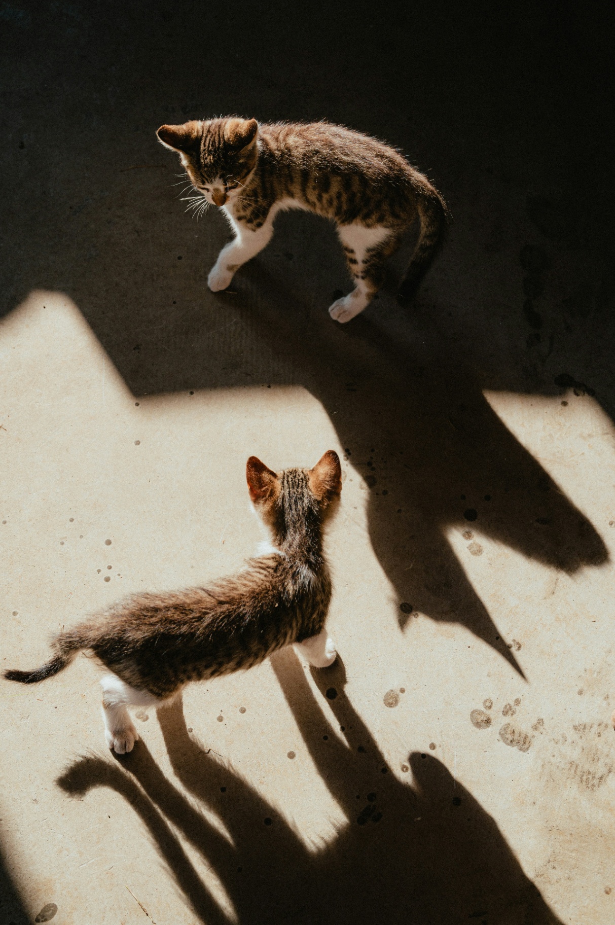 Untitled Image