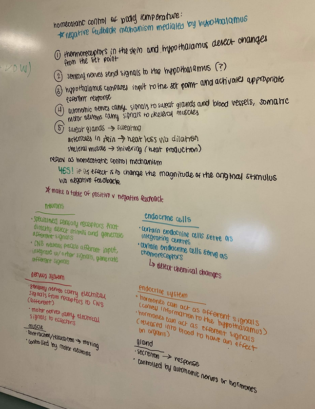 Whiteboard with text answering questions about homeostasis