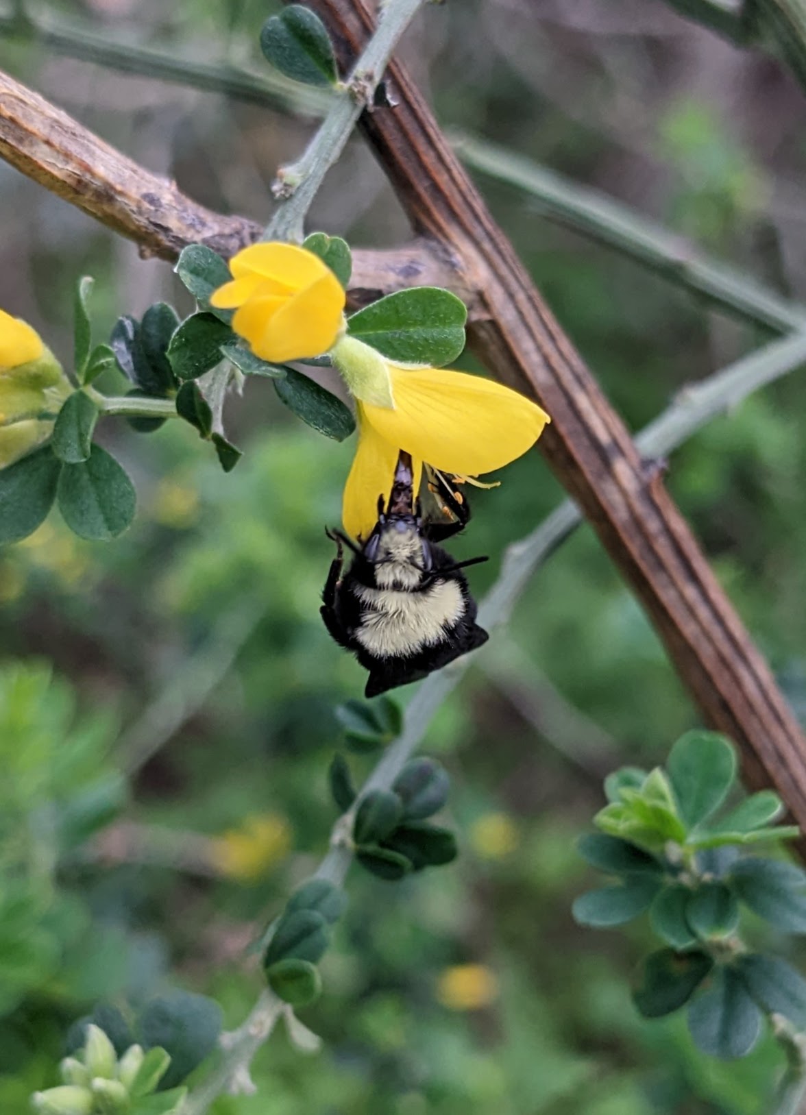 Bug Photos