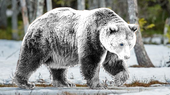 Hursus Mollei's banner