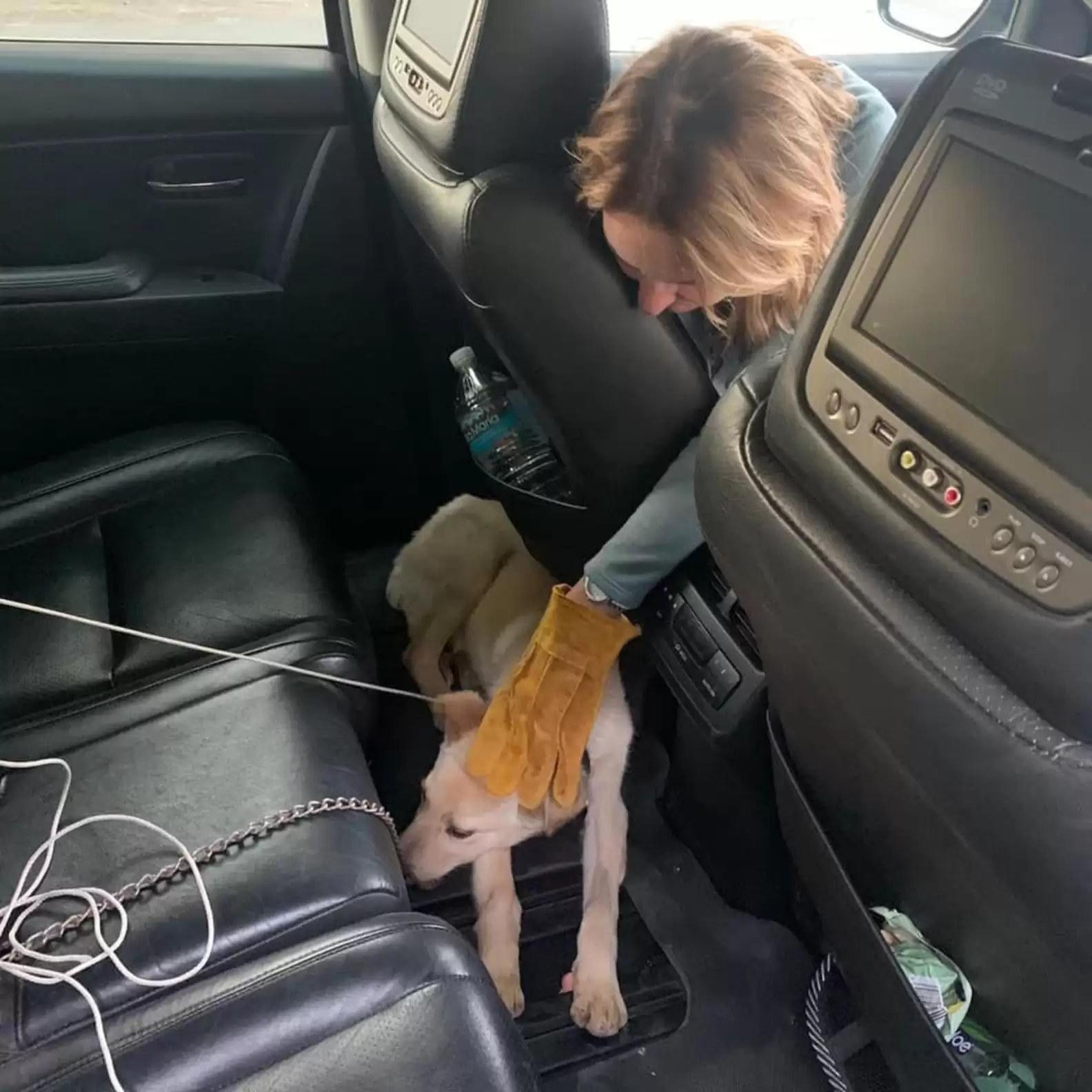 Rescuers gently approaching the dog