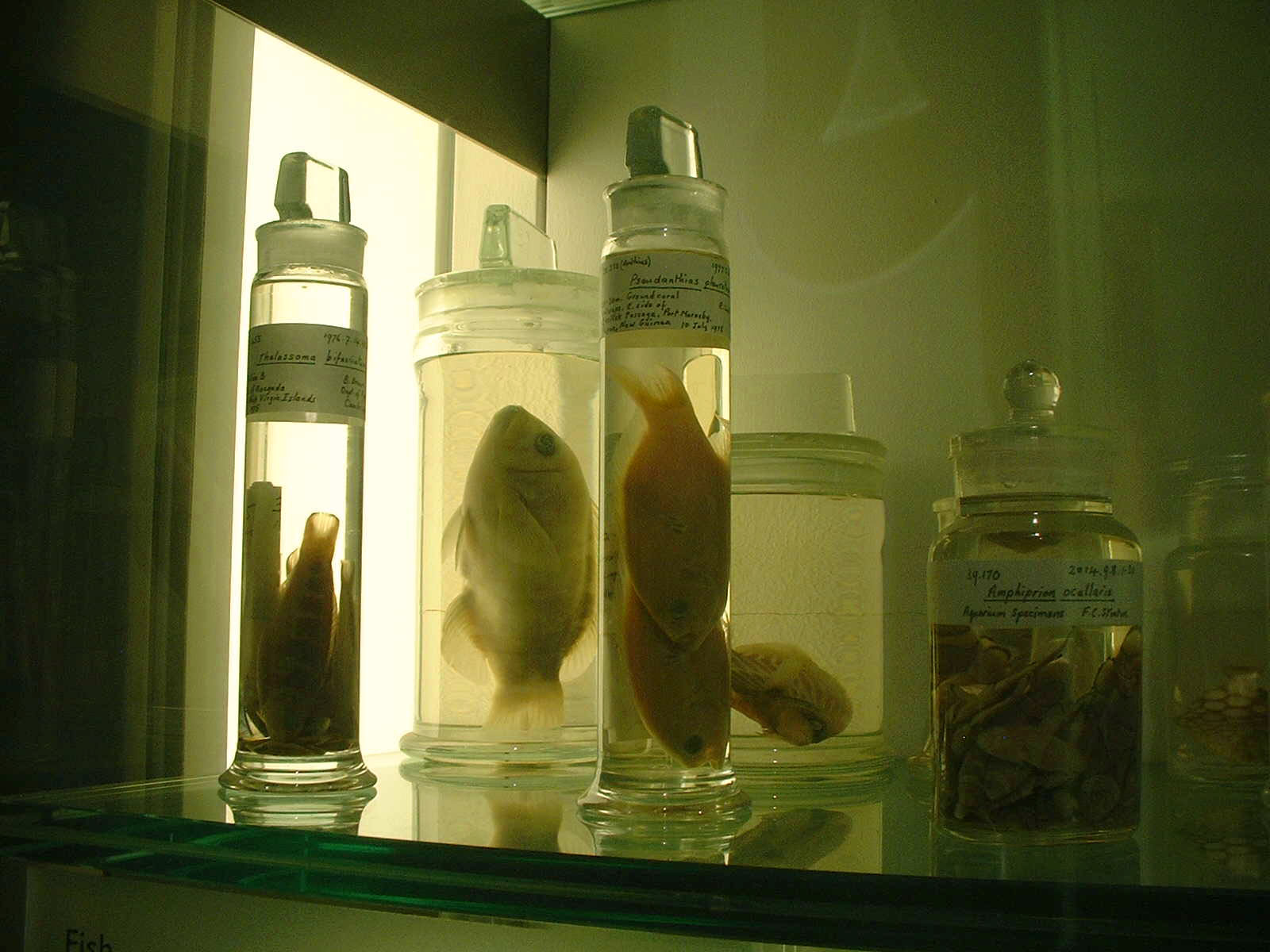 wet specimin jars on shelf