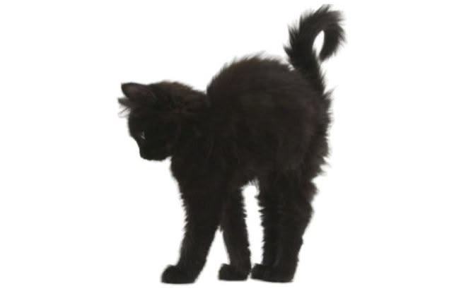 black cat