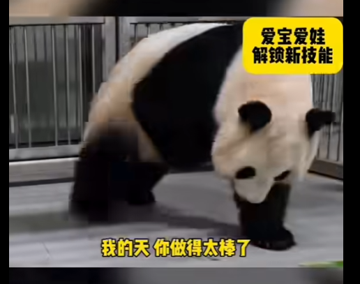 [問卦] 貓熊愛寶第四娃豬鼻 愛寶帶娃新技能(發錢 - 八卦 - PTT.BEST 批踢踢爆文 3