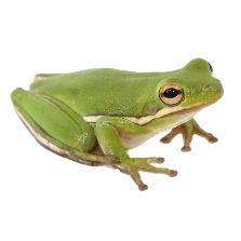 a picture of an american green tree frog.