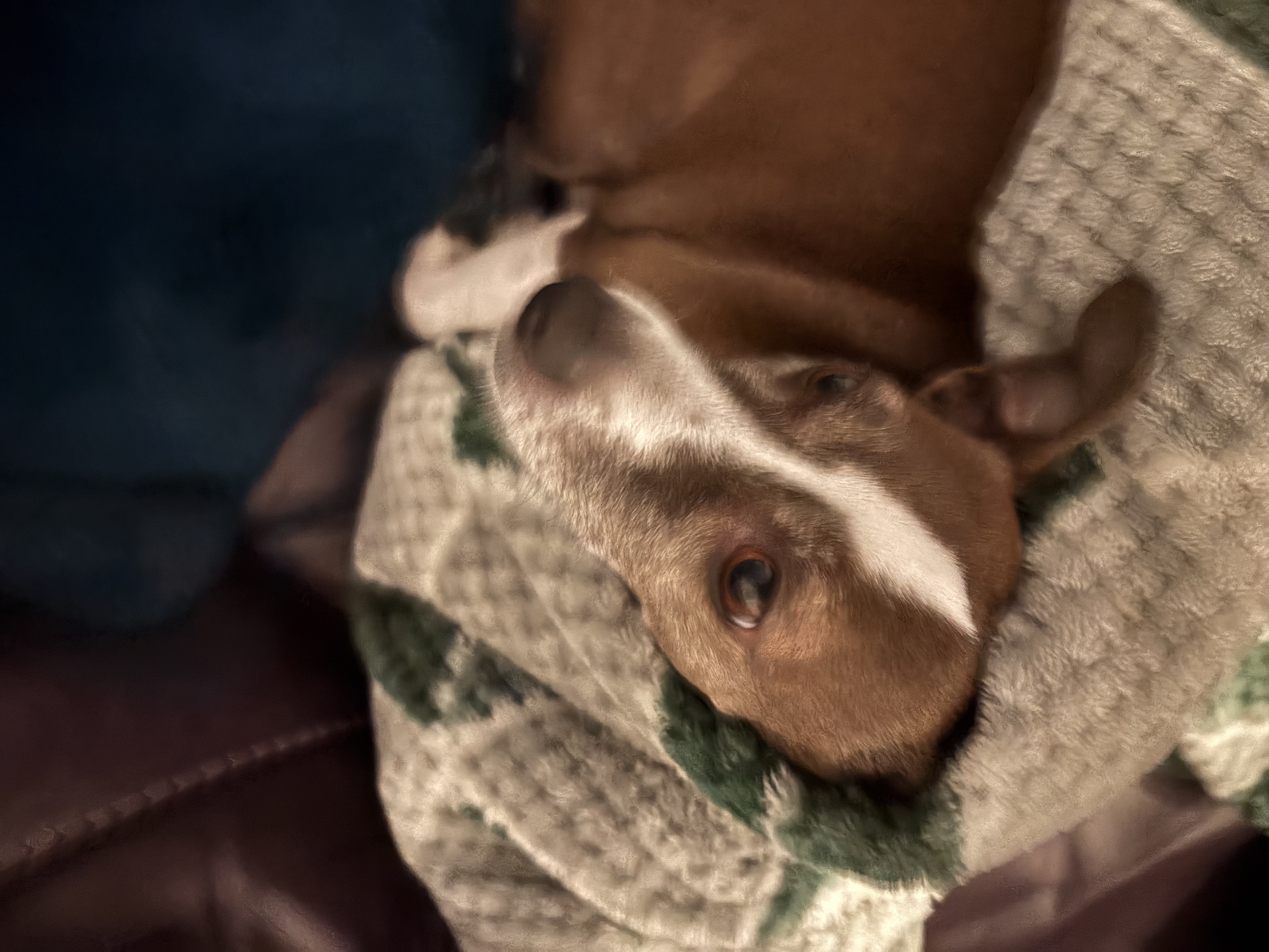 after being told about the garden