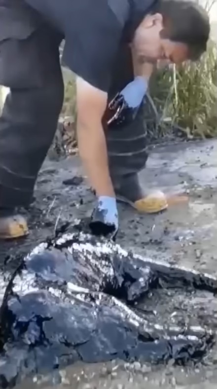 Dog trapped in industrial tar