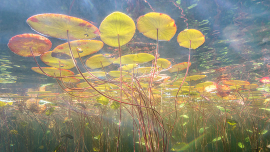 Luminiscient lilypads from underwater