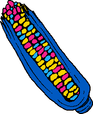 pansexual flag colored corn on the cob