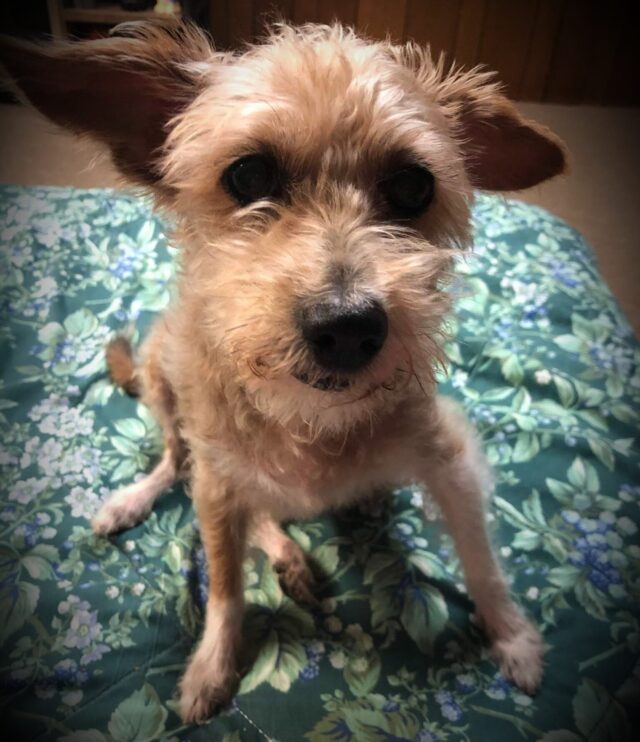 Dog in a loving home