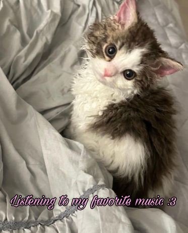 picture of cute cat with pink cursive text saying listening to my favorite music