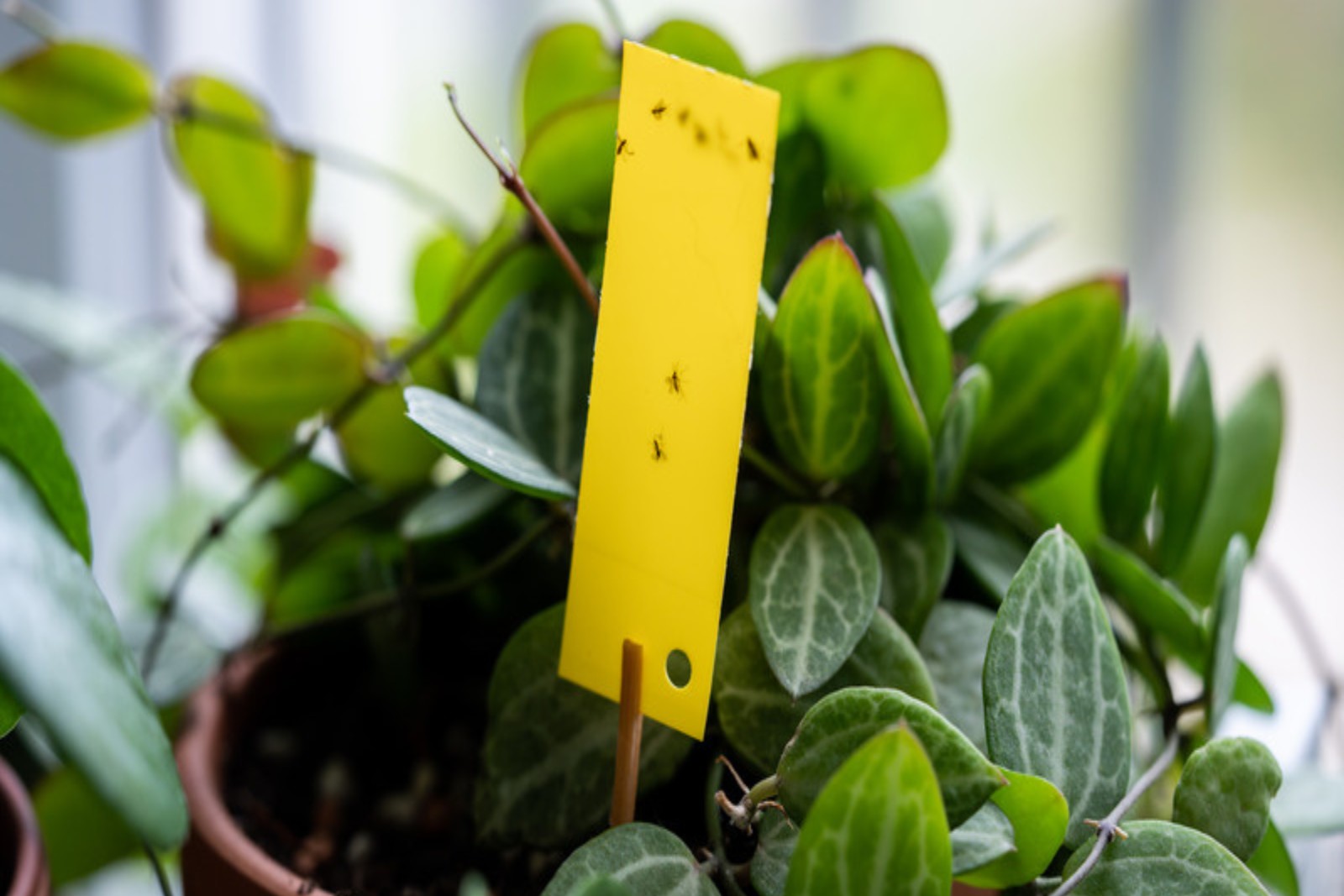 Yellow sticky trap catching flying pests among green houseplant leaves on a windowsill