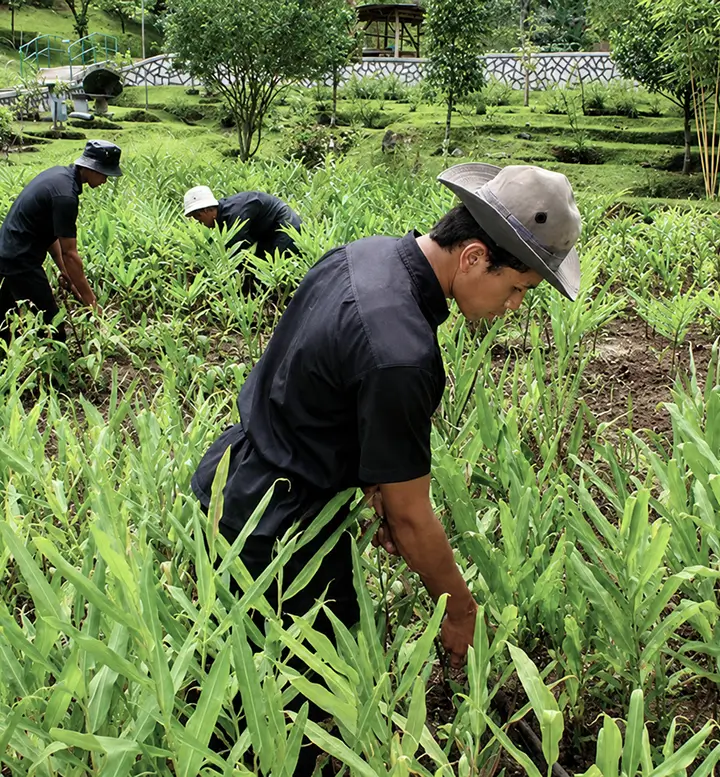Budidaya Kebun Botani Mustika Ratu