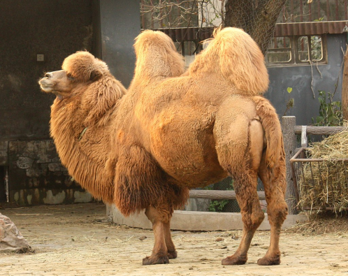 Shaggy two-humped camel