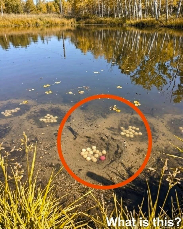 There is an artificial lake