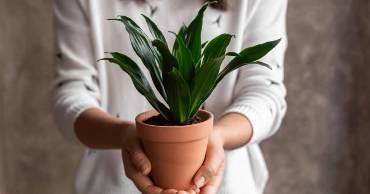 A person holding a healthy dracaena in a terracotta pot with both hands after unboxing