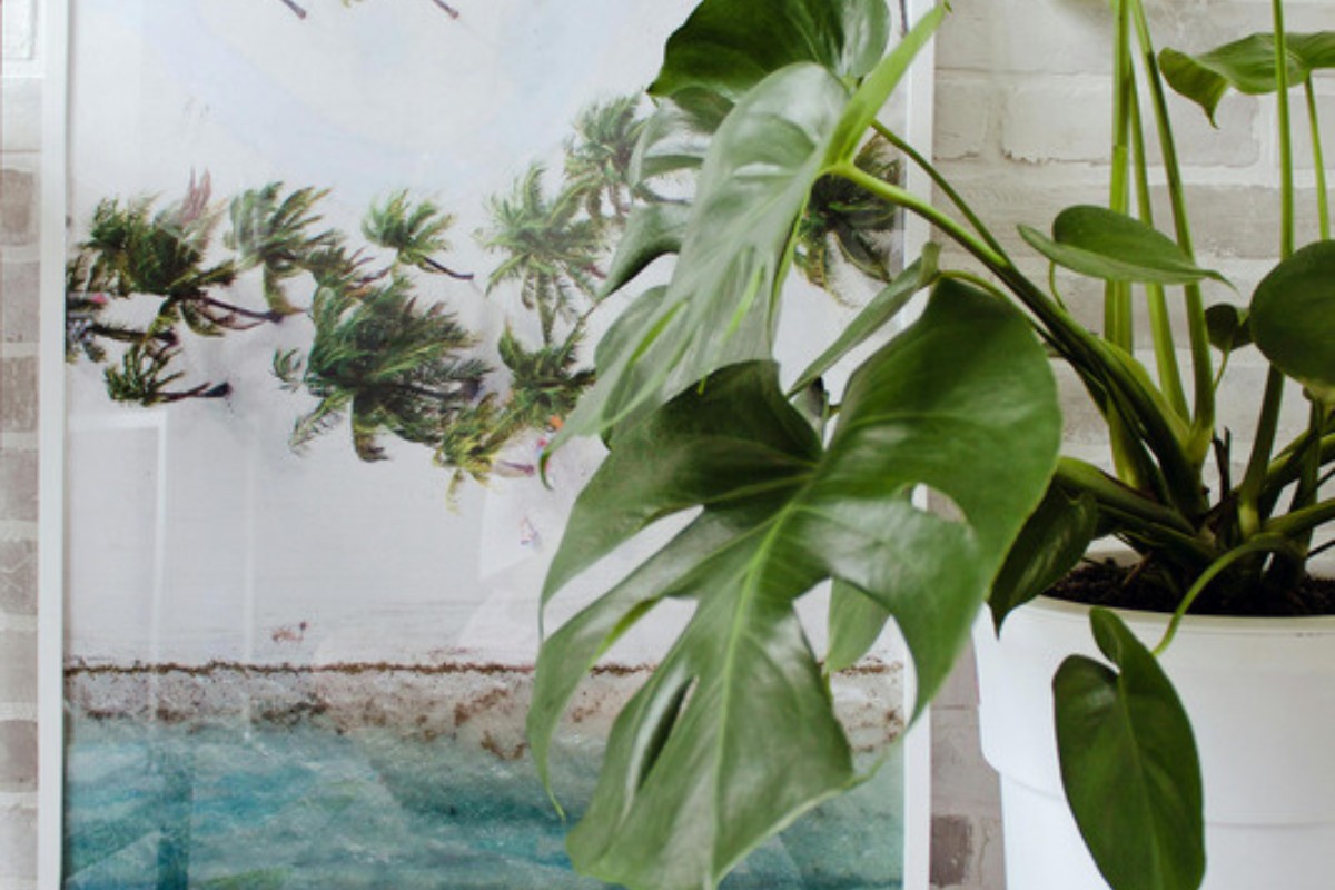 Plant shelf styled with trailing hoyas and structural plants for the plant parent aesthetic