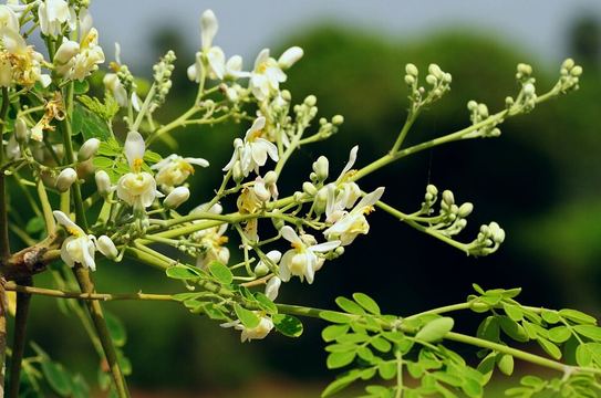 Food 25: Sahjan / Moringa Drumstick Leaves (Quercetin & Chlorogenic Acid)
