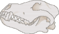 skullheader2