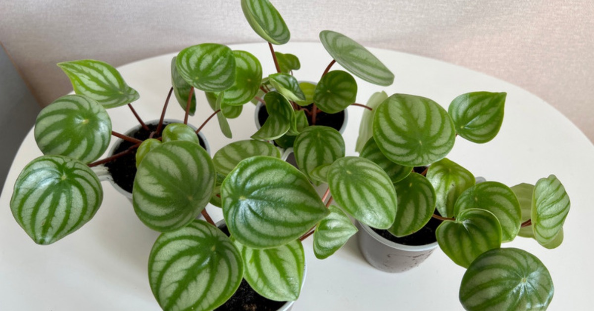 Watermelon Peperomia with striped leaves in a bright room, a compact desk plant gift