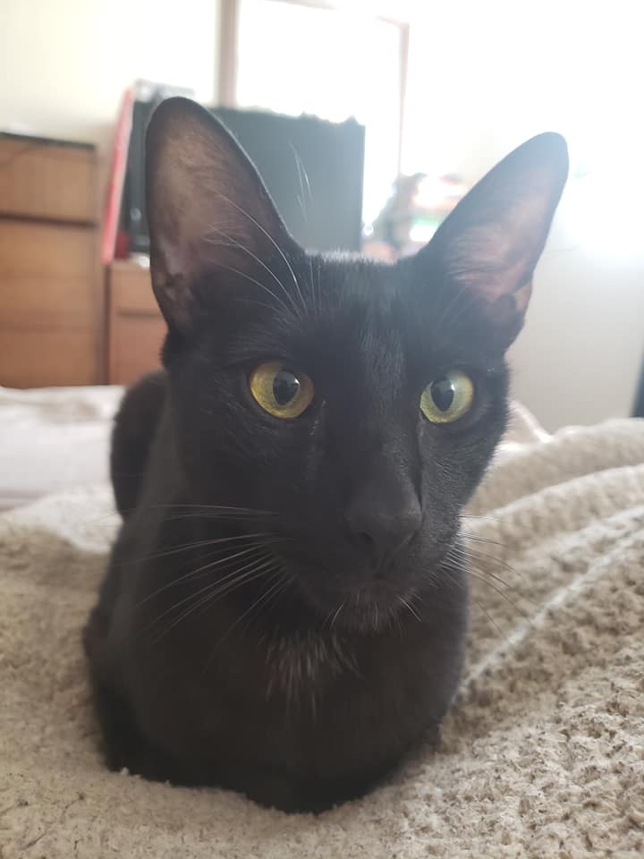 My cat