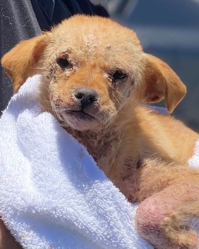 Puppy in blanket