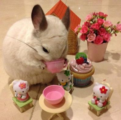 Chinchilla (?) drinking tea at a Hello Kitty tea party