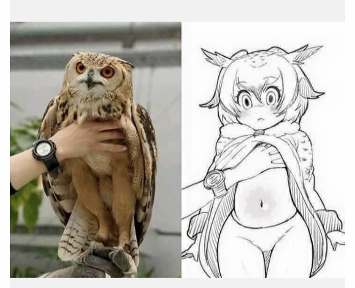 Owl intim