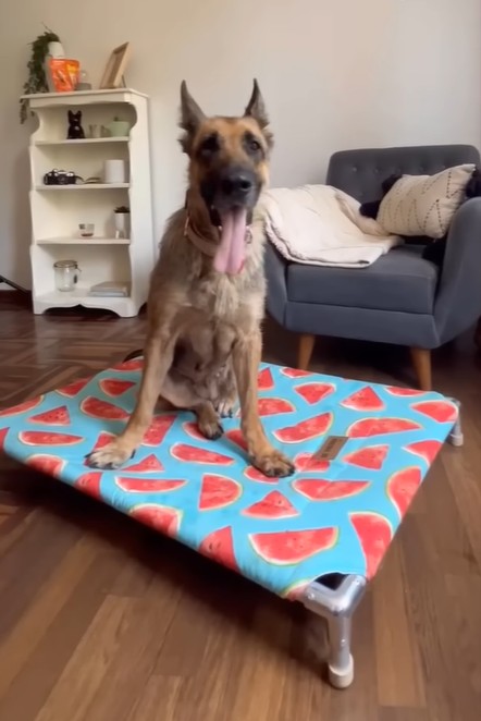 Dog healing journey