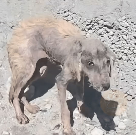 Rescue Dog