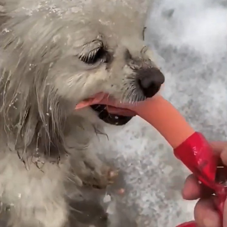 A freezing stray dog in the snow