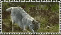 stamp
