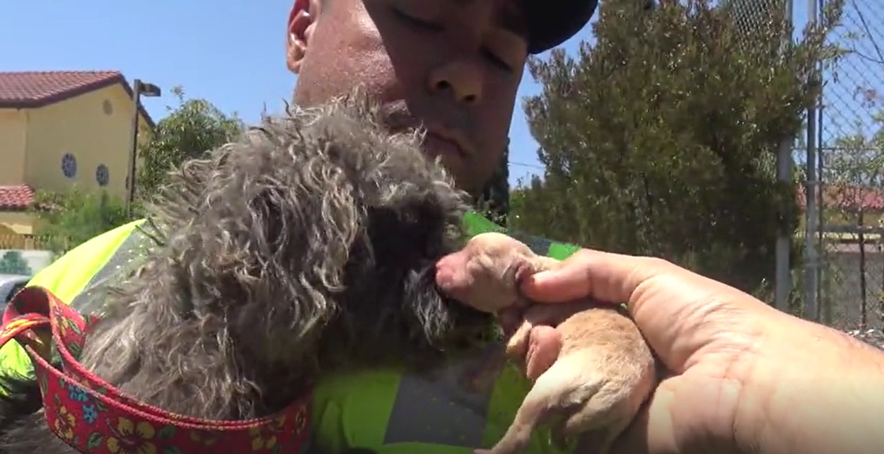 Mother dog resting after being rescued