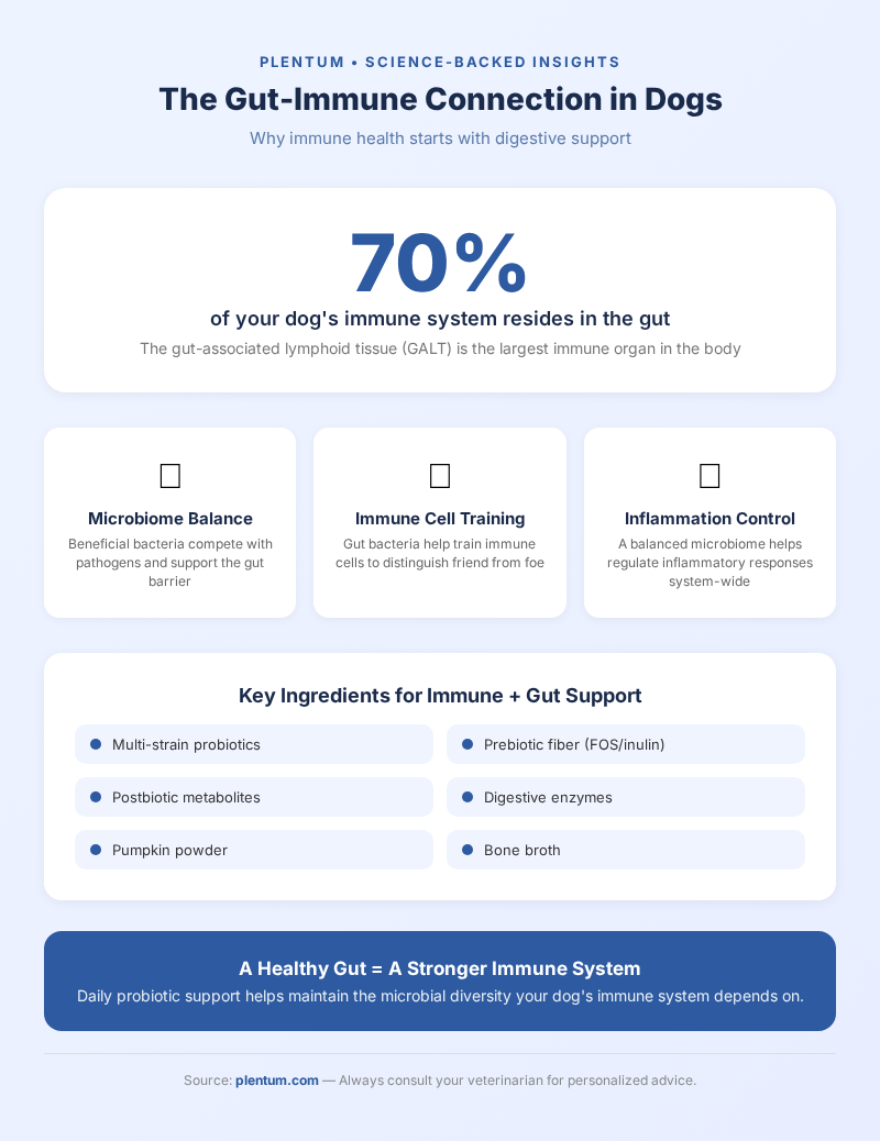 The gut-immune connection in dogs - 70 percent of immune system in gut infographic by Plentum