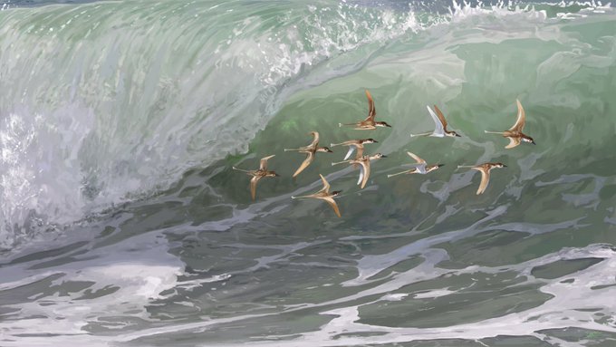 Flock of birds flying from a turqoise ocean wave