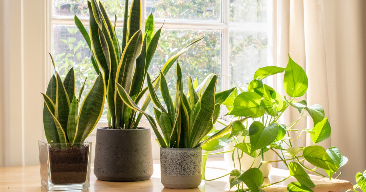Live houseplant unboxing showing plant condition on arrival