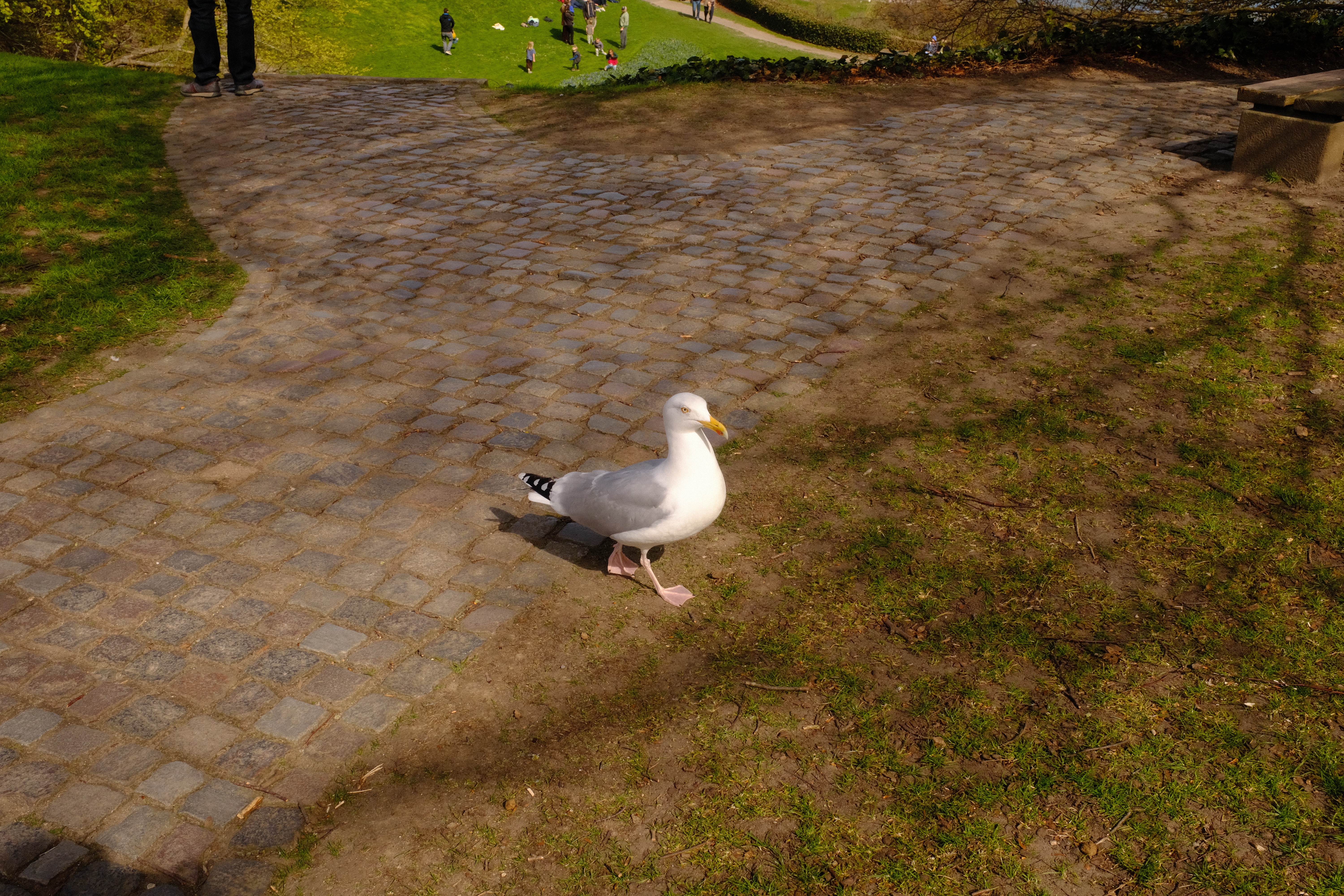 bird|432