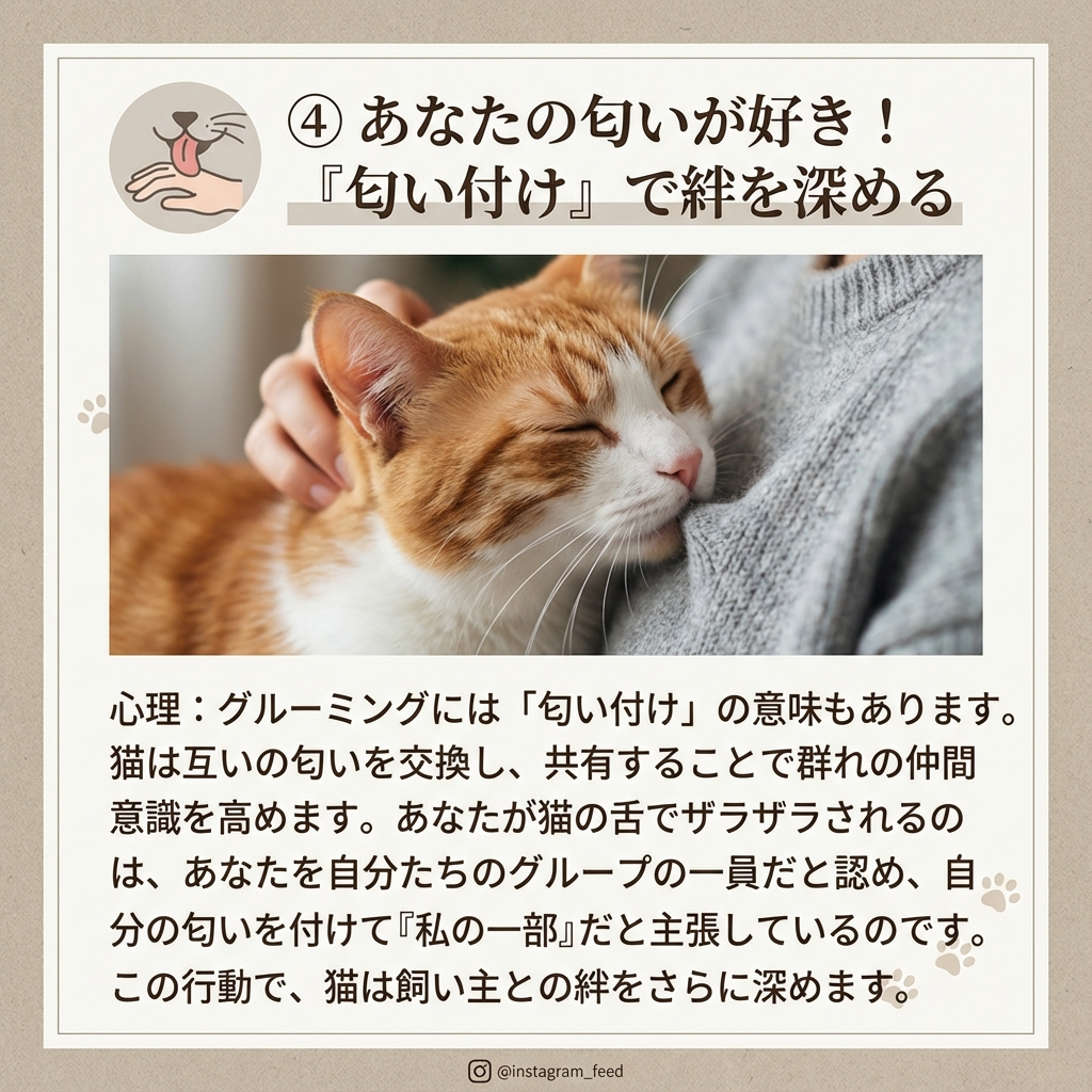 猫の舌ザラザラは愛の証!その秘密を徹底解説 - Image 6